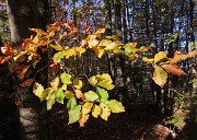 20 Nella splendida faggeta in smagliante  veste autunnale